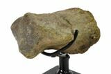 Hadrosaur (Brachylophosaur) Toe Bone - Montana #135463-4